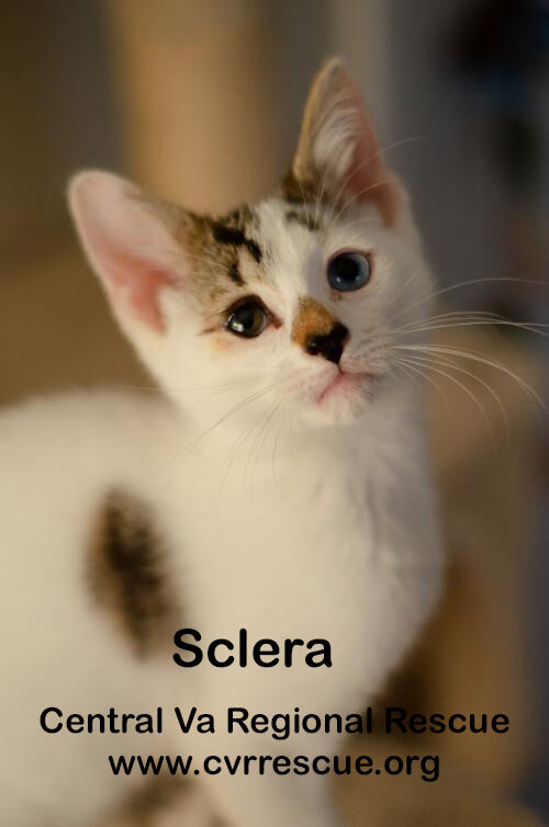 Sclera
